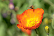 Spring Flower Garden Photo Bundle, a Nature Photo by Silent Nature (Thumbnail 2 of 6)