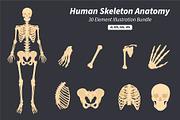 Human Skeleton Anatomy Bundle, an Education Illustration by Artnivora.Std (Thumbnail 1 of 3)