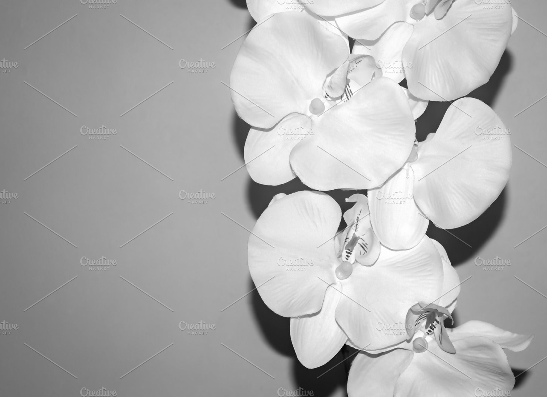 White orchid stock photo containing flower and orchid, a Nature Photo by R Whitehurst Design