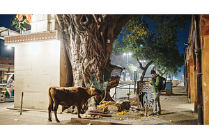 Jaipur, Rajasthan, India. Cow Eat, an Animal Photo by Our Amazing World