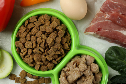 Concept of organic pet food on white textured background, a Food & Drink Photo by AtlasStudio PRO