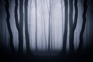 Surreal mysterious foggy forest