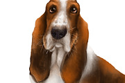 Dog breeds collection, an Animal Illustration by sheincar (Thumbnail 3 of 4)