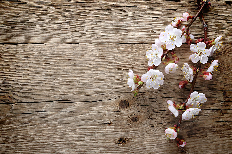Apricot Blossom