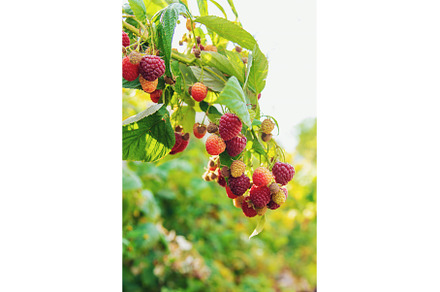Raspberries grow in the garden, a Food & Drink Photo by yanadjana