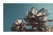 Arid Co · Desert Plantscape, a Texture Illustration by milatovar (Thumbnail 18 of 20)