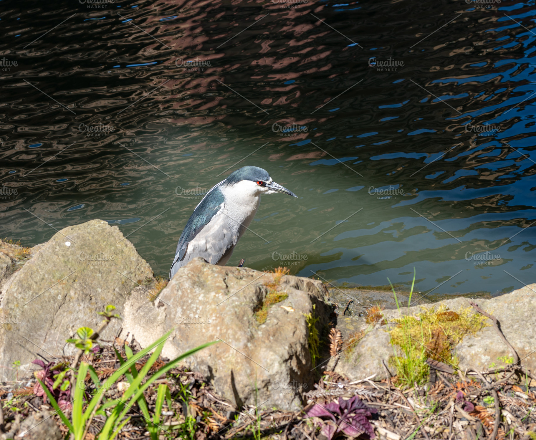 Black-crowned night heron by the pond at Palace of Fine Arts, Sa, an Animal Photo by GoodGoods