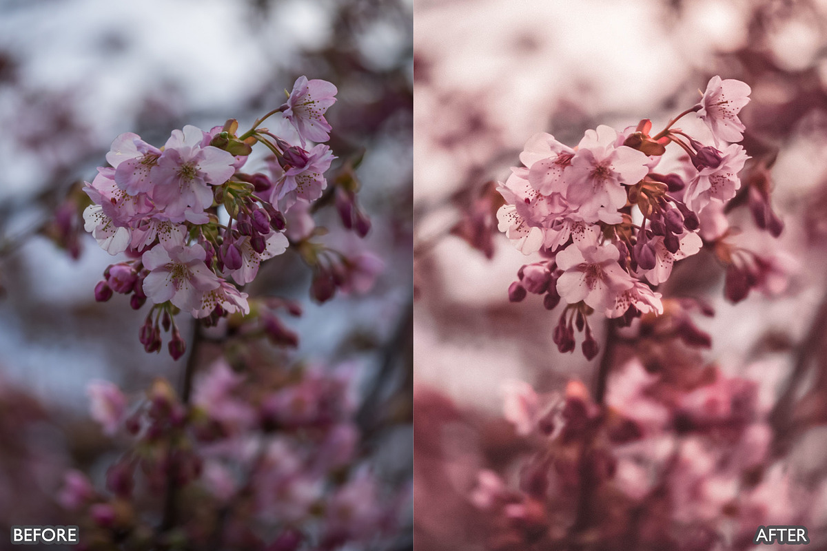 Sakura Rose Gold Lightroom Presets, a Preset Add-On by AAA Presets (Photo 21 of 23)