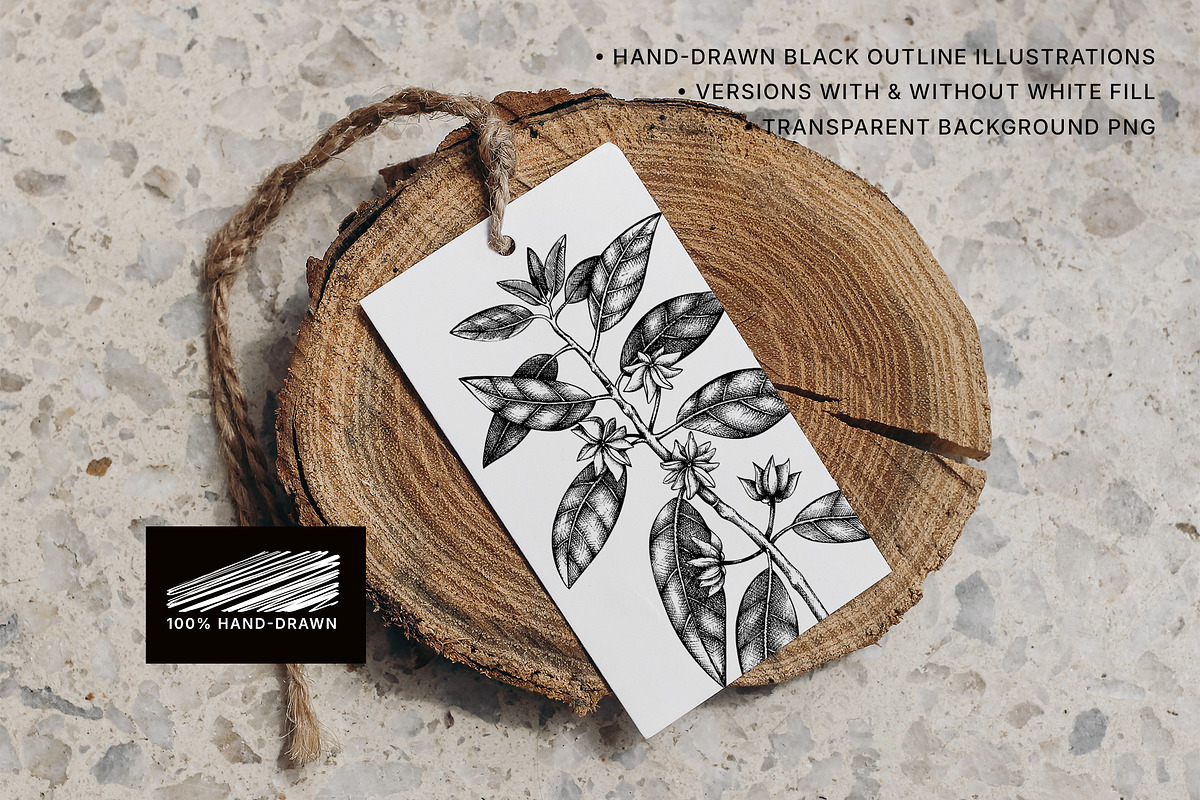 BUNDLE - Vector Herbs & Spices, a Food Illustration by Yevheniia (Photo 8 of 12)