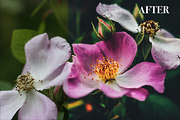 4 ColorFilm Nature Lightroom Presets, an Action Add-On by MP Photo and Presets (Thumbnail 3 of 4)