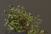 The Elderberry Bush, a Plants & Tree 3D Model by FuturePastCreatives (Thumbnail 8 of 9)