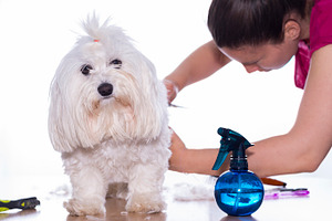 Pet care featuring bichon, bitch, and breed