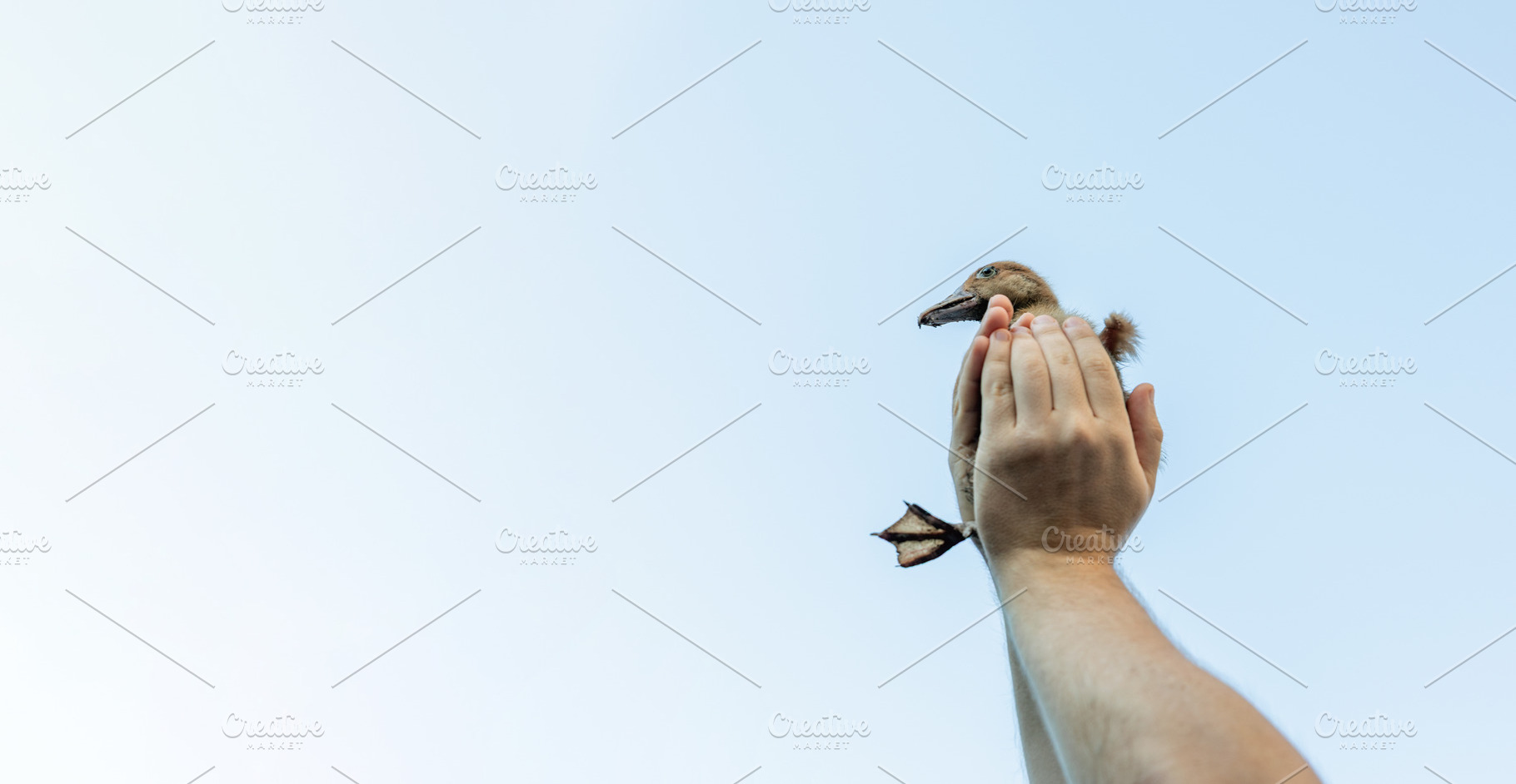 Hand Holding Duckling Against Sky, an Animal Photo by Ales Munt