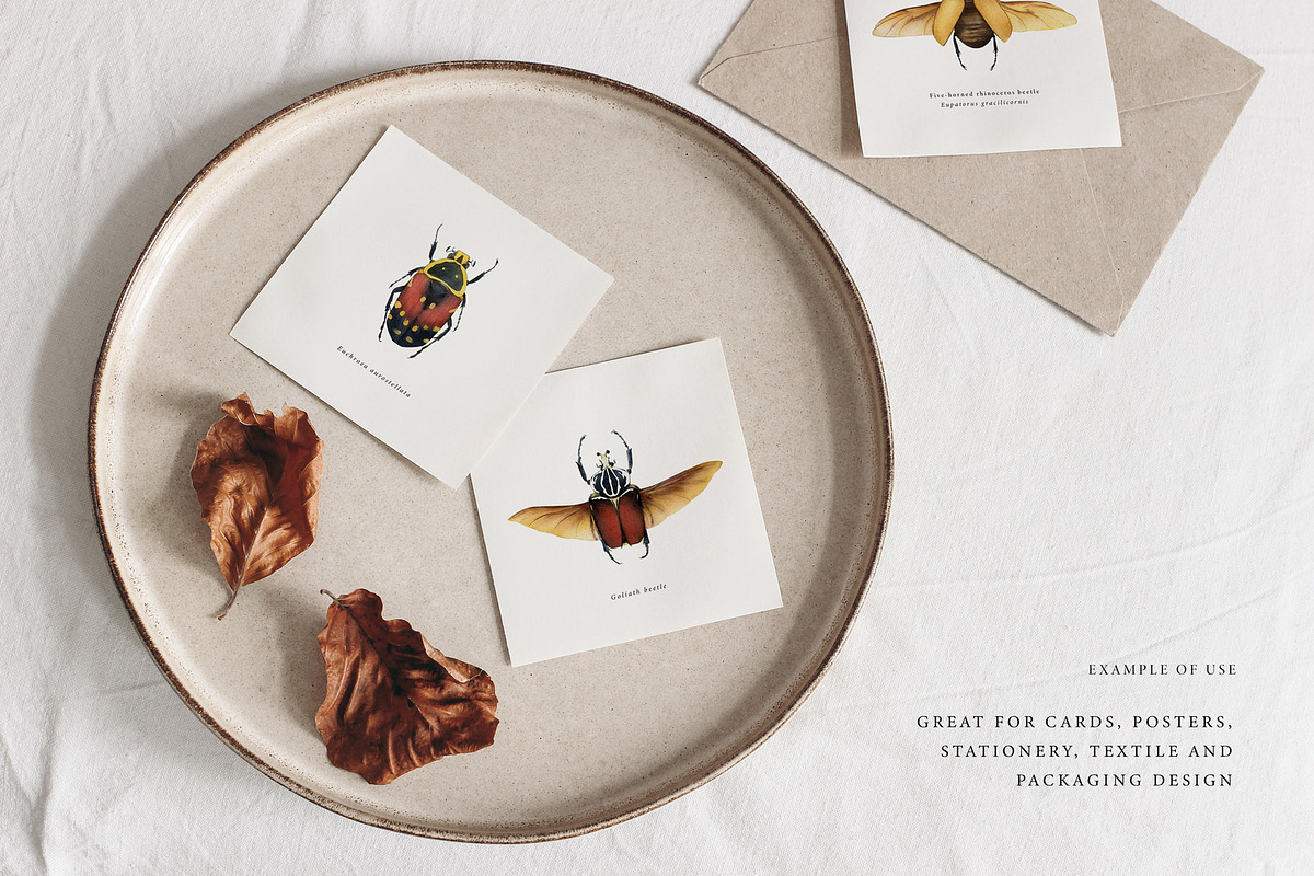 Beetles watercolor collection, an Animal Illustration by Diana Askarova Art (Photo 6 of 12)