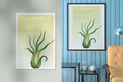 6 House Plants | Botanical Bundle, a Decorative Illustration by Lines And Crafts (Thumbnail 3 of 7)