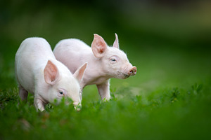 Two adorable pink piglets exploring a lush green grassy field, an Animal Photo by Byrdyak