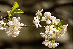Blooming White Cherry Tree Branches, a Nature Photo by BeOGraphic