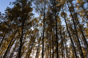 Tall birch tree trunks with yellow autumn foliage against a blue sky. Nature ba, a Nature Photo by Eugene_Photo