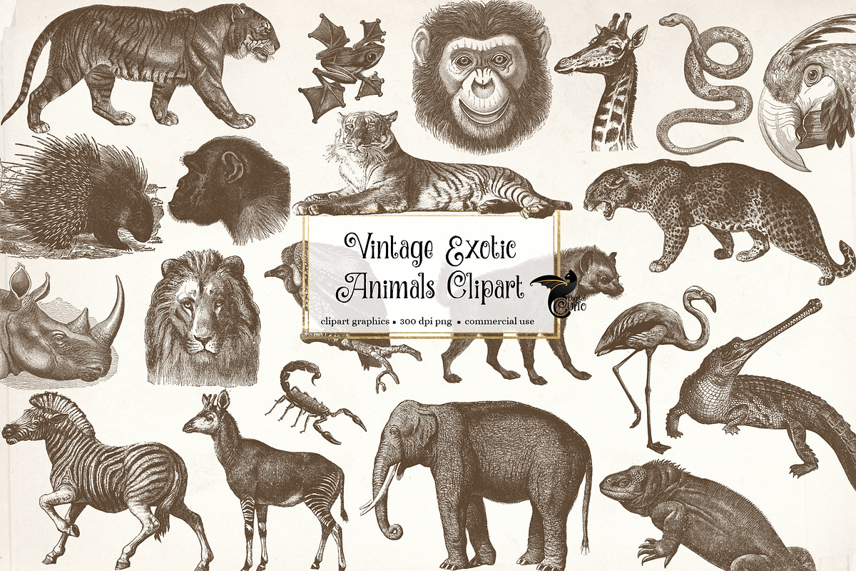 Vintage Exotic Animals Clipart, an Animal Illustration by Digital Curio (Photo 1 of 2)