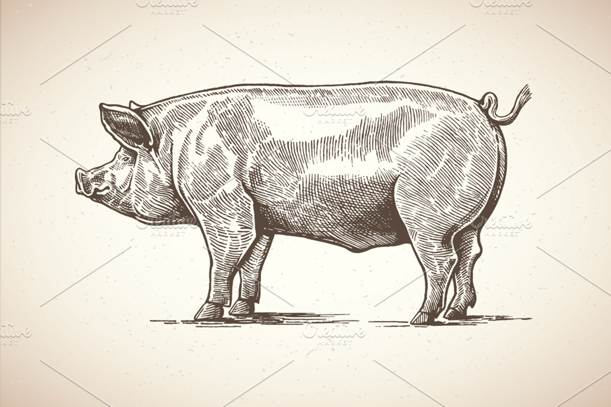 Pigs in graphical style, an Animal Illustration by Countryside life (Photo 7 of 11)