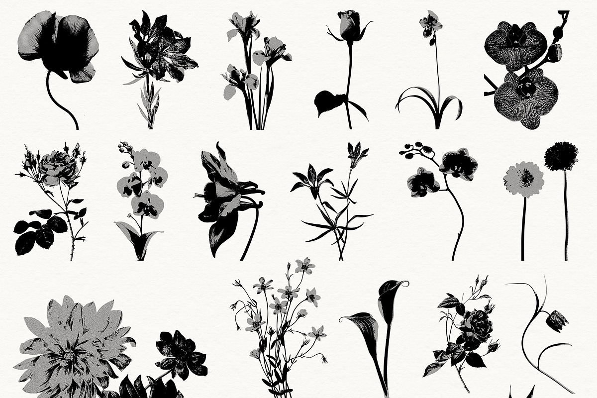 Bloom & Shade Botanical PNG Elements, an Object Graphic by alonahaidash (Photo 7 of 13)
