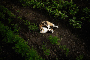 Calico cat relaxing in a vegetable garden surrounded by soil and plants, a Photo by AS photostudio