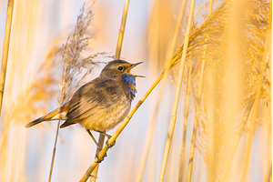 Beautiful Songbird Bluethroat, an Animal Photo by Pakosta