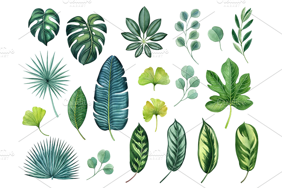 Tropical plants set, an Illustration by Watercolor life (Photo 7 of 13)