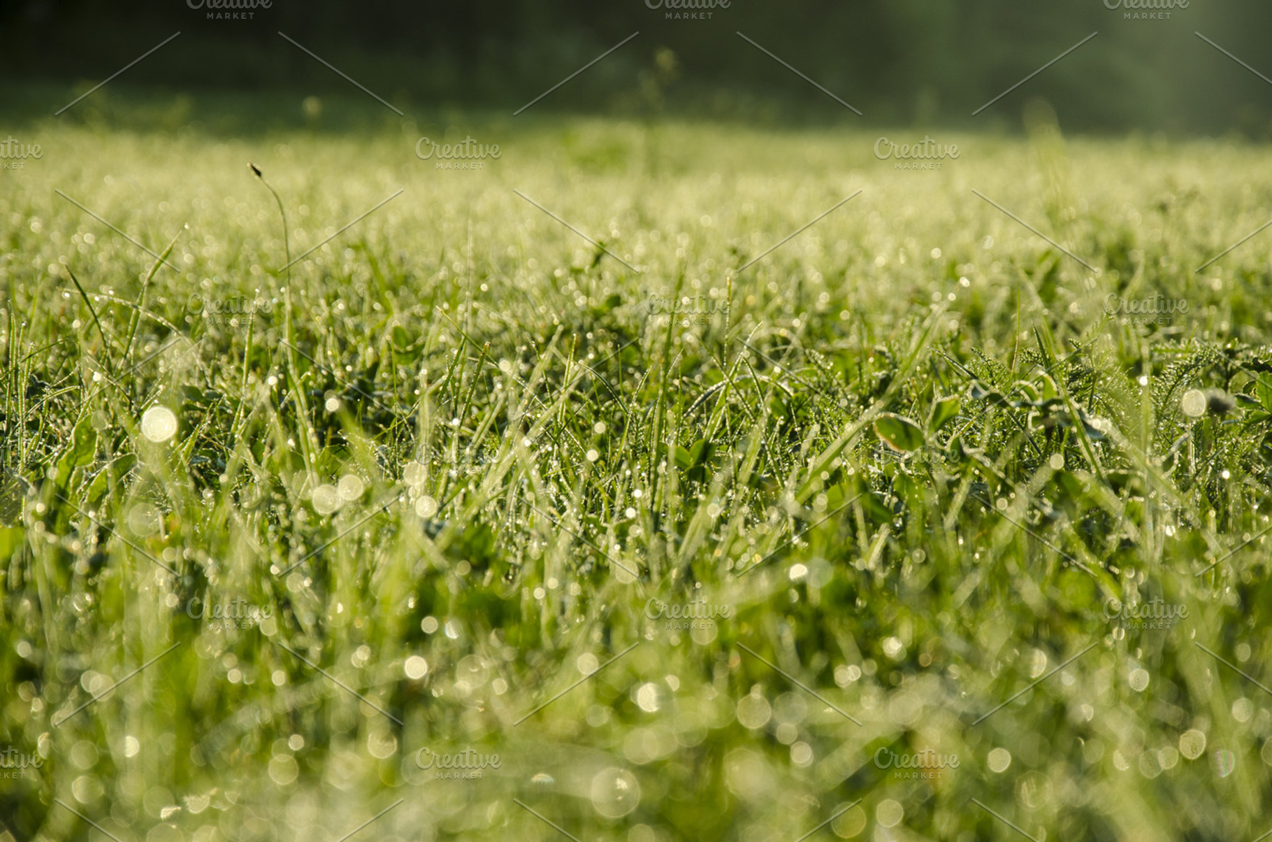 Green grass with raindrops and bokeh containing green, grass, and nature