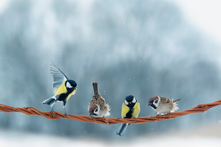 funny little birds, an Animal Photo by nataba