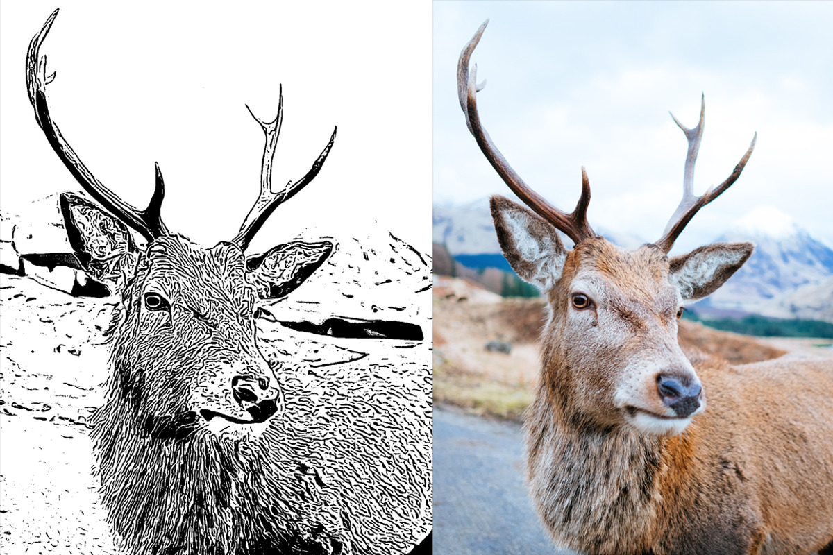 Vector Drawing Action, an Action Add-On by MRI STUDIO (Photo 21 of 21)