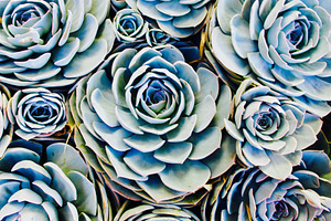 Succulents, CA