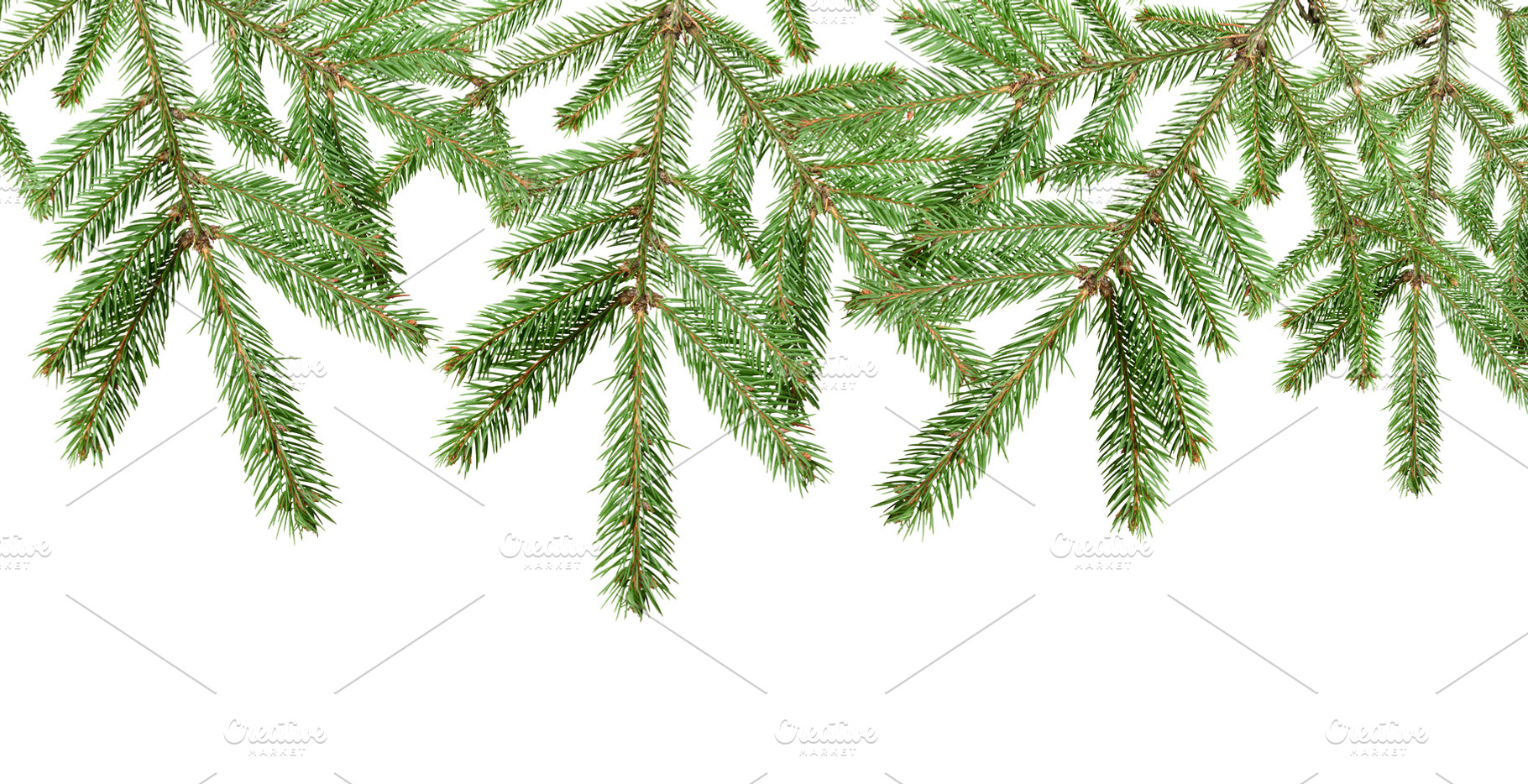 Spruce branch with green needles, isolated background. The branc, a Background Photo by ndanko