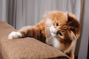 Ginger cat playing on the sofa, an Animal Photo by Apolonia