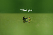 Frog character creator + lettering, a Graphic by SayMascarpone (Thumbnail 30 of 30)
