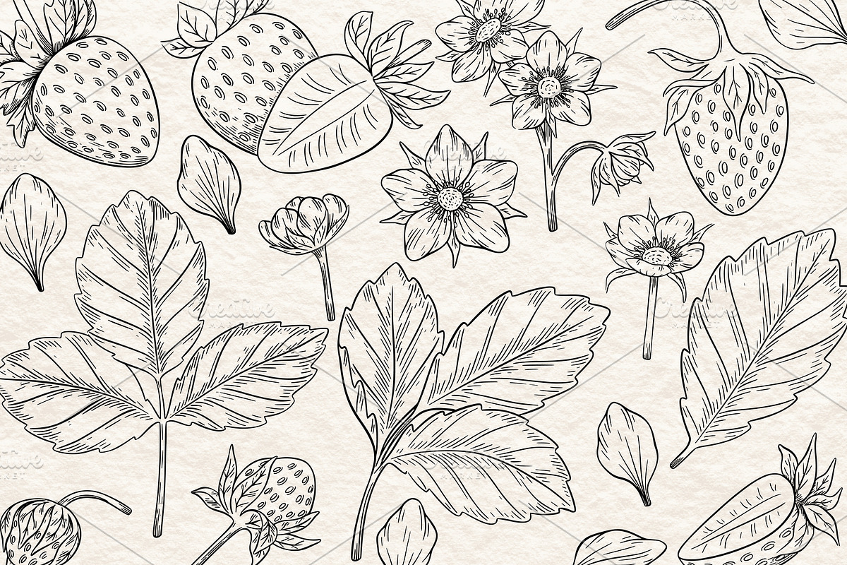 Strawberry Vector Ink Illustration, a Food Illustration by Milla_Zelenyuk_art (Photo 2 of 5)