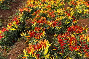 Red And Yellow Chili Plants