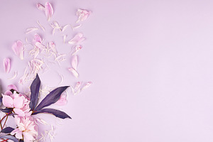 Delicate pink peonies with fallen petals on a lilac background, a Background Photo by ndanko