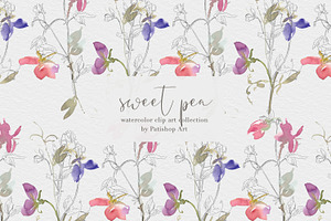 Watercolor Sweet Pea Clipart Set