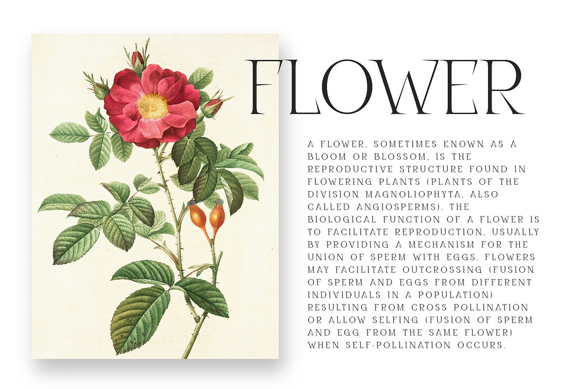 Disenativo - Sharp Display Fonts, a Sans Serif Font by Patria Ari (P4tcreativa) (Photo 5 of 10)