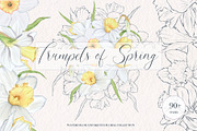 Watercolor and sketch daffodils, a Decorative Illustration by TatiArti (Thumbnail 1 of 13)