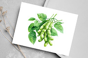 Watercolor Soybean Clipart Bundle, an Illustration by Canvas Craft (Thumbnail 4 of 8)