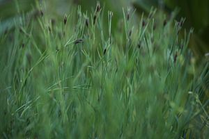 The dense green stems and unopened buds of wild carnations, a Nature Photo by ndanko
