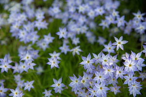 Blue and white japanese flowers containing japanese spring, flowers, and