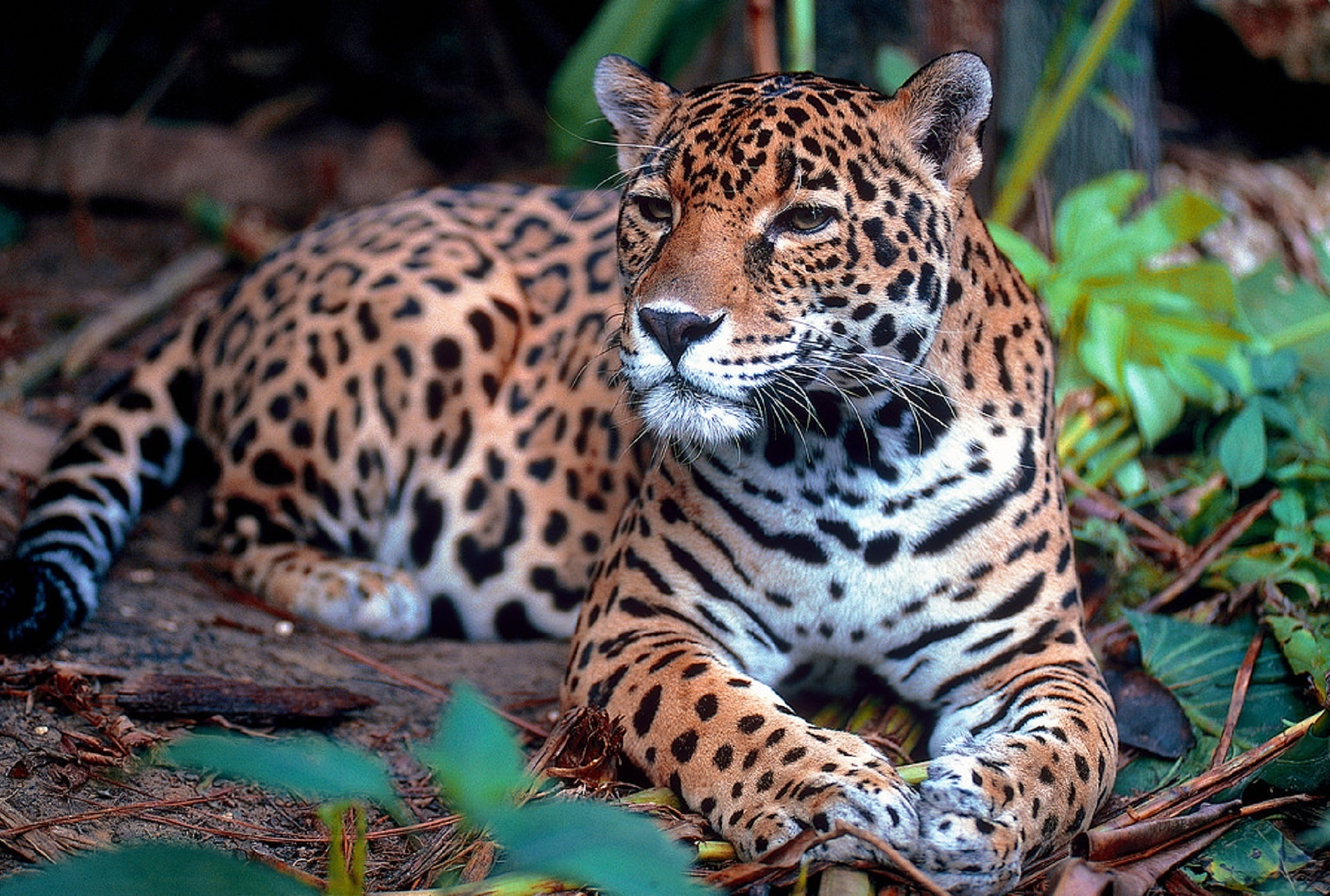 Jaguar, an Animal Photo by HaithamSimas