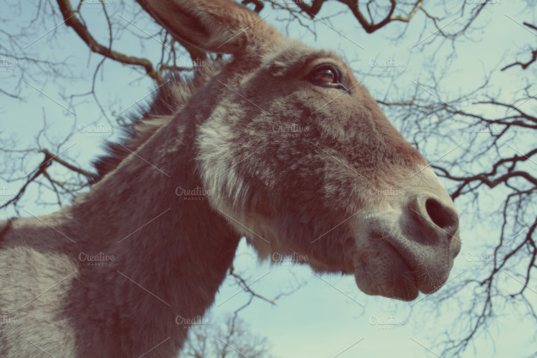 Portrait of a donkey, an Animal Photo by Beavergraphy
