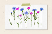 Wild herbs. Wildflowers in summer, a Decorative Illustration by irina.vaneeva (Thumbnail 3 of 8)