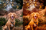 10 Autumn - Fall Lightroom Presets, a Preset Add-On by VividFrame (Thumbnail 3 of 9)