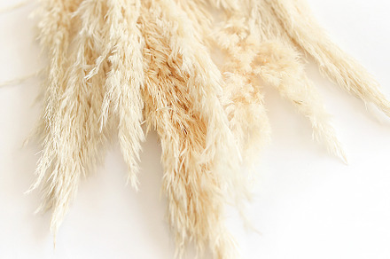 Pampas Grass