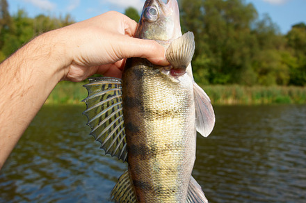 Volga zander in fisherman's hand